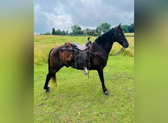 Tennessee walking horse, Hongre, 4 Ans, 152 cm, Noir