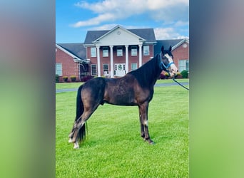 Tennessee walking horse, Hongre, 4 Ans, 152 cm, Noir