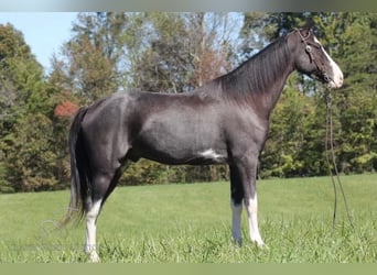 Tennessee walking horse, Hongre, 4 Ans, 152 cm, Noir