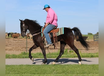 Tennessee walking horse, Hongre, 4 Ans, 152 cm, Noir