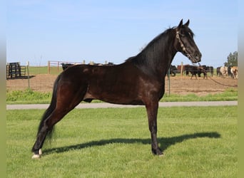 Tennessee walking horse, Hongre, 4 Ans, 152 cm, Noir
