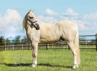 Tennessee walking horse, Hongre, 4 Ans, 152 cm, Palomino