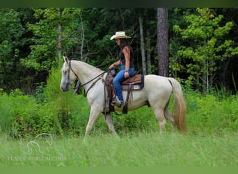 Tennessee walking horse, Hongre, 4 Ans, 152 cm, Palomino