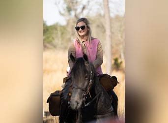 Tennessee walking horse, Hongre, 4 Ans, 152 cm, Rouan Bleu