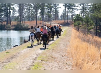 Tennessee walking horse, Hongre, 4 Ans, 152 cm, Rouan Bleu