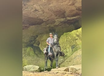 Tennessee walking horse, Hongre, 4 Ans, 152 cm, Rouan Bleu