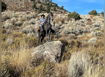 Tennessee walking horse, Hongre, 4 Ans, 152 cm, Rouan Bleu