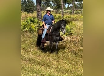 Tennessee walking horse, Hongre, 4 Ans, 152 cm, Rouan Bleu