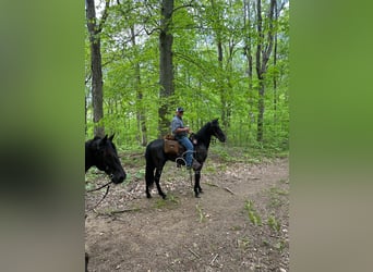 Tennessee walking horse, Hongre, 4 Ans, 152 cm, Rouan Bleu