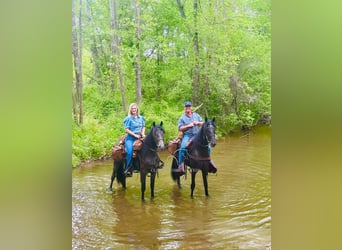 Tennessee walking horse, Hongre, 4 Ans, 152 cm, Rouan Bleu