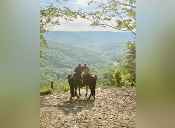 Tennessee walking horse, Hongre, 4 Ans, 152 cm, Rouan Bleu