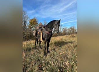 Tennessee walking horse, Hongre, 4 Ans, 152 cm, Rouan Bleu