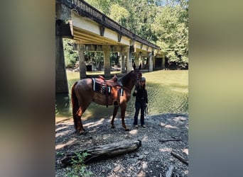 Tennessee walking horse, Hongre, 4 Ans, 152 cm, Rouan Rouge