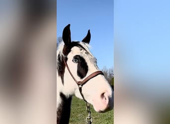 Tennessee walking horse, Hongre, 4 Ans, 152 cm, Tobiano-toutes couleurs