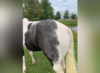 Tennessee walking horse, Hongre, 4 Ans, 152 cm, Tobiano-toutes couleurs