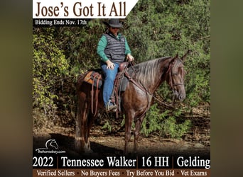 Tennessee walking horse, Hongre, 4 Ans, 163 cm, Alezan brûlé
