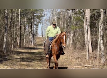 Tennessee walking horse, Hongre, 4 Ans, 163 cm, Alezan cuivré