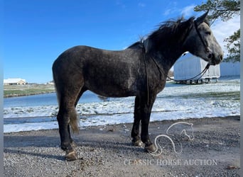 Tennessee walking horse, Hongre, 4 Ans, 163 cm, Gris