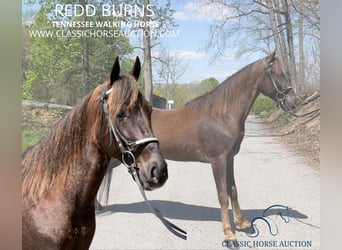 Tennessee walking horse, Hongre, 5 Ans, 142 cm, Alezan brûlé