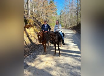 Tennessee walking horse, Hongre, 5 Ans, 142 cm, Alezan brûlé