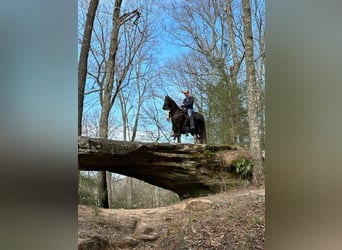 Tennessee walking horse, Hongre, 5 Ans, 142 cm, Alezan brûlé