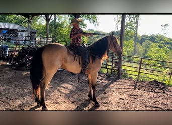 Tennessee walking horse, Hongre, 5 Ans, 142 cm, Buckskin