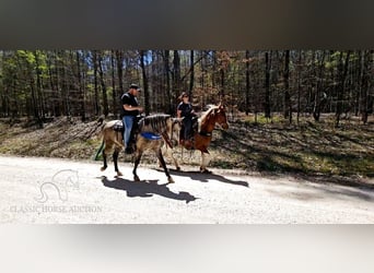 Tennessee walking horse, Hongre, 5 Ans, 142 cm, Gris