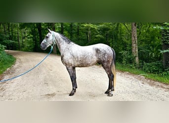 Tennessee walking horse, Hongre, 5 Ans, 142 cm, Gris