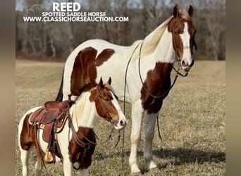 Tennessee walking horse, Hongre, 5 Ans, 142 cm, Tobiano-toutes couleurs