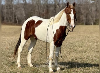 Tennessee walking horse, Hongre, 5 Ans, 142 cm, Tobiano-toutes couleurs