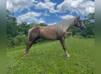 Tennessee walking horse, Hongre, 5 Ans, 147 cm, Alezan brûlé