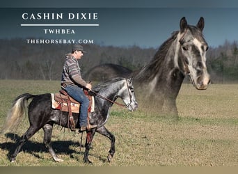 Tennessee walking horse, Hongre, 5 Ans, 147 cm, Gris pommelé