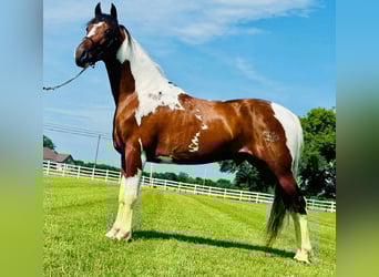 Tennessee walking horse, Hongre, 5 Ans, 147 cm, Pinto