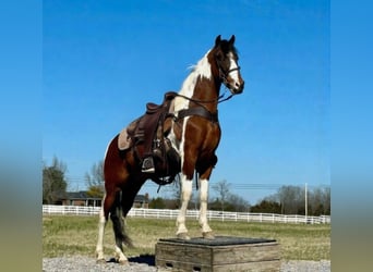 Tennessee walking horse, Hongre, 5 Ans, 147 cm, Pinto
