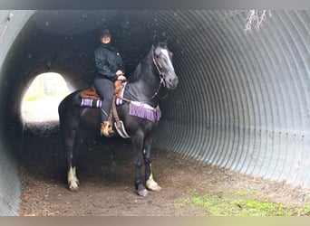 Tennessee walking horse, Hongre, 5 Ans, 147 cm, Rouan Bleu