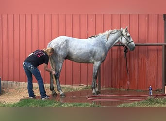 Tennessee walking horse, Hongre, 5 Ans, 150 cm, Gris