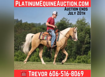 Tennessee walking horse, Hongre, 5 Ans, 150 cm, Palomino