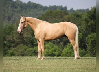 Tennessee walking horse, Hongre, 5 Ans, 150 cm, Palomino