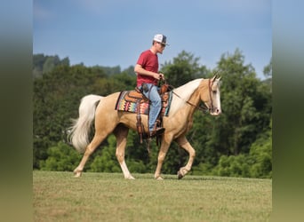 Tennessee walking horse, Hongre, 5 Ans, 150 cm, Palomino