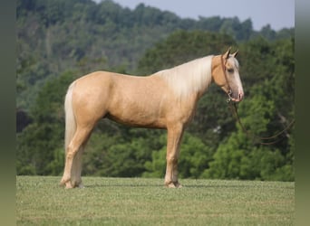 Tennessee walking horse, Hongre, 5 Ans, 150 cm, Palomino