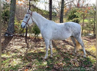 Tennessee walking horse, Hongre, 5 Ans, 152 cm, Gris