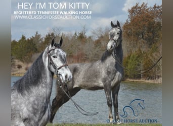 Tennessee walking horse, Hongre, 5 Ans, 152 cm, Gris