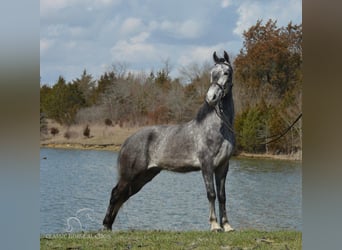 Tennessee walking horse, Hongre, 5 Ans, 152 cm, Gris