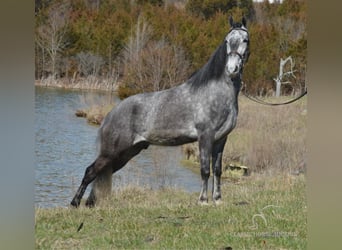 Tennessee walking horse, Hongre, 5 Ans, 152 cm, Gris