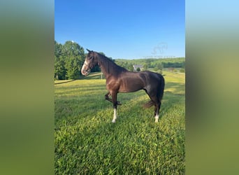 Tennessee walking horse, Hongre, 5 Ans, 152 cm, Noir