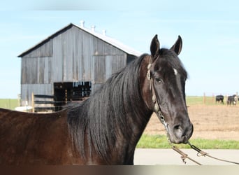 Tennessee walking horse, Hongre, 5 Ans, 152 cm, Noir