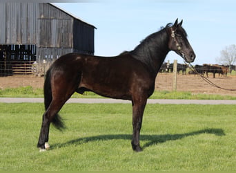 Tennessee walking horse, Hongre, 5 Ans, 152 cm, Noir