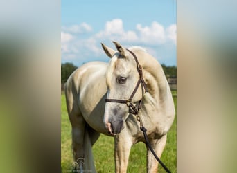 Tennessee walking horse, Hongre, 5 Ans, 152 cm, Palomino