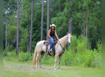 Tennessee walking horse, Hongre, 5 Ans, 152 cm, Palomino