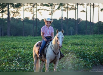Tennessee walking horse, Hongre, 5 Ans, 152 cm, Palomino